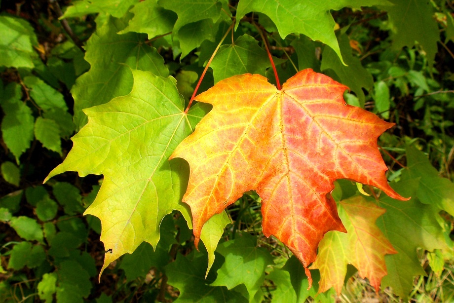 fall_colours_